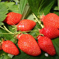 Fraisier 'Gariguette' / Fragaria vesca Gariguette